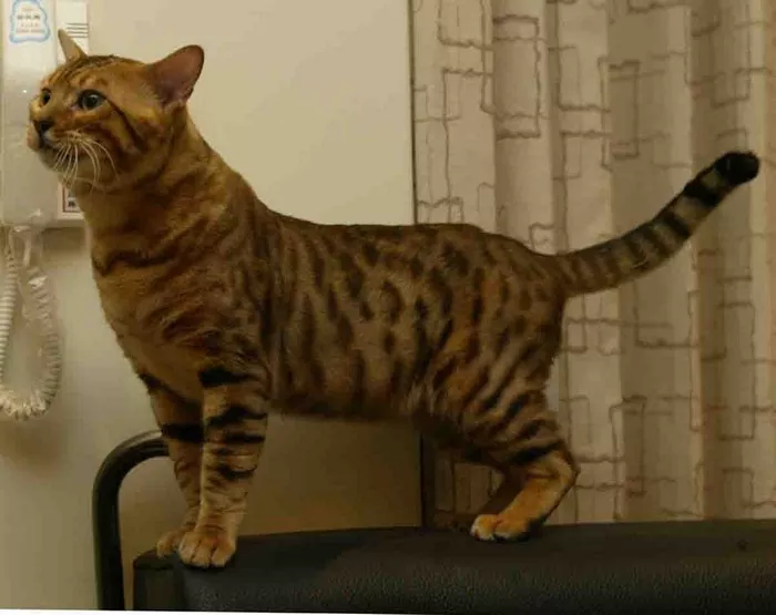 Male Vs Female Bengal Cats All You Need To Know 3044