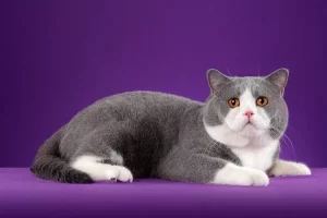 British Shorthair Facts, Size, Traits, Care & Health Problems